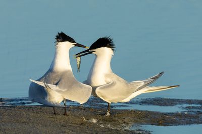 Grote stern-Texel 2025