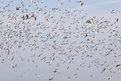 Grote stern-Texel 2025