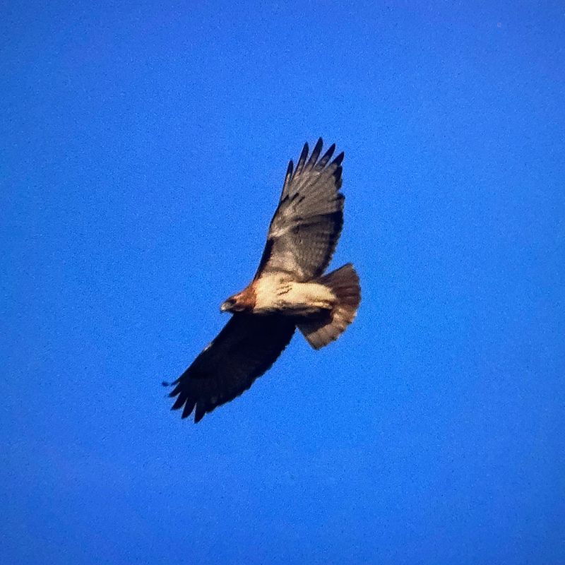 fhs23-hawk.jpg