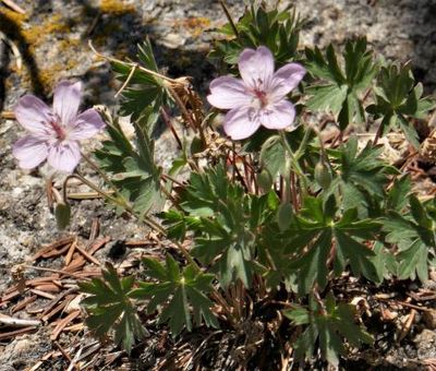 Geranium caespitosum, Rocky Mountain Geranium