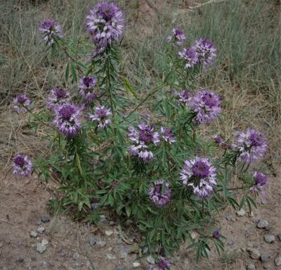 Cleome serrulata, Rocky Mountain Beeplant