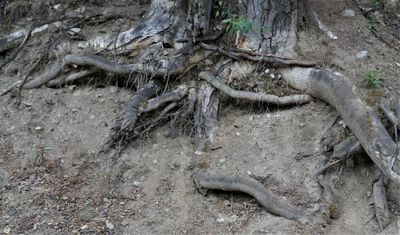 Exposed Aspen Roots