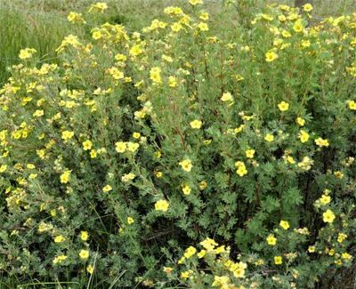 Shrubby Cinquefoil