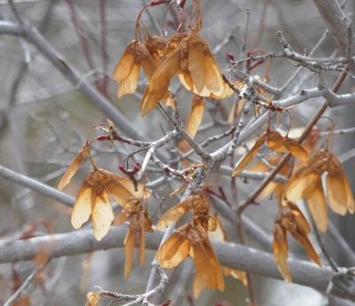 Rocky Mountain Maple