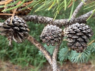 Lodgepole Pine Cones