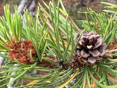 Male and Female Cones