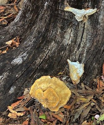 Eucalyptus Stump That Lost its Fungus