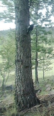 Williamson's Sapsucker