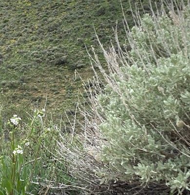 Sagebrush Steppe Habitats