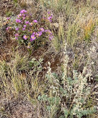 Plants, from Anywhere