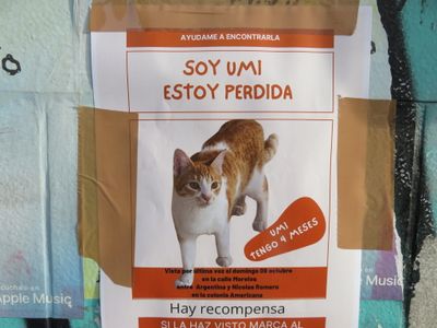 Guadalajara missing cat