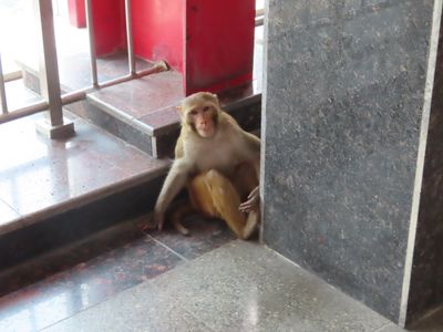 Lucknow monkey in metro station