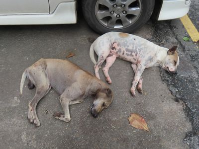 Yangon stray dogs