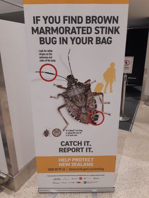 Auckland Airport arrivals