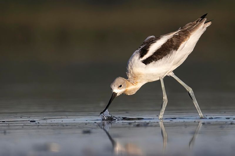 american avocet 081822_MG_7891