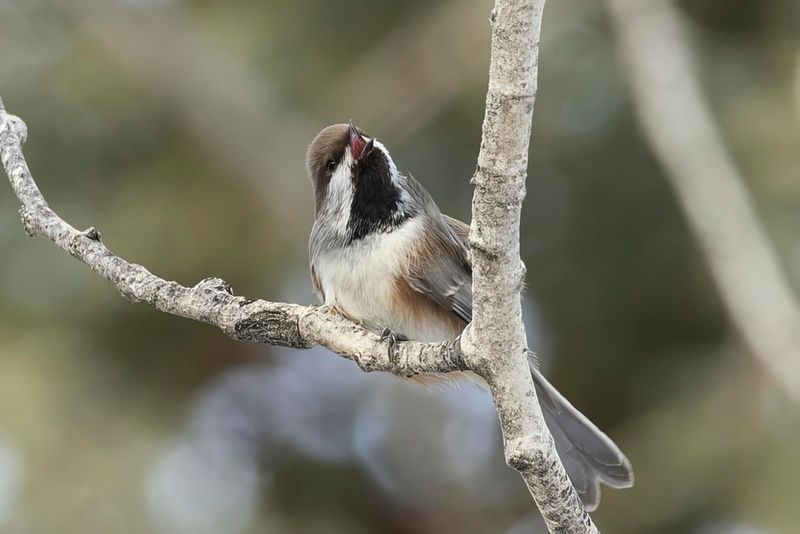 boreal chickadee 010723_MG_5131 