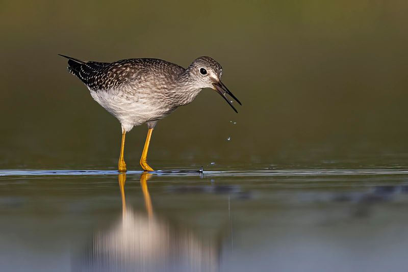 lesser yellowlegs 081822_MG_7678 