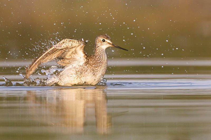 lesser yellowlegs082622_MG_0409 