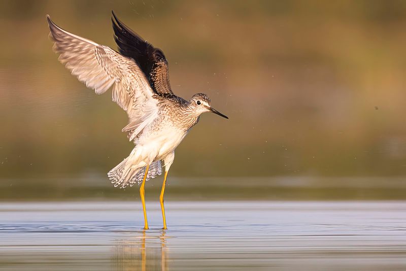 lesser yellowlegs 082622_MG_0467 