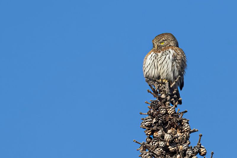 northern pygmy owl 011423_MG_5703 