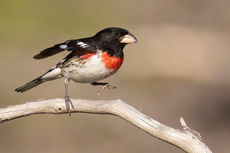rose-breasted grosbeak 061622_MG_3518 