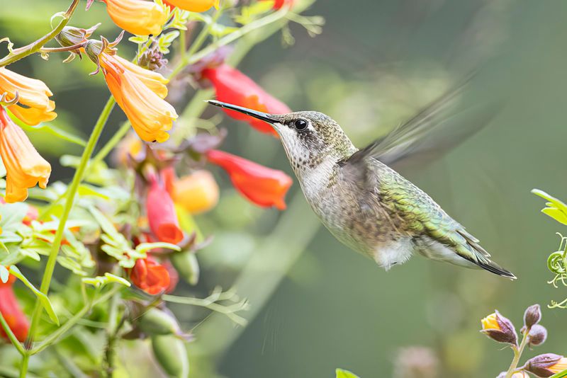 ruby-throated hummingbird 082722_MG_0644