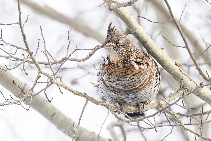 ruffed grouse 010723_MG_4965 