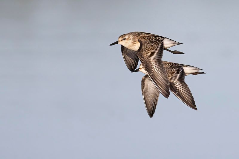 semipalmated sandpiper 090122_MG_2515 