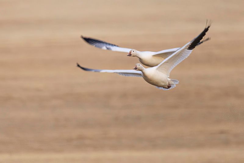 snow geese 100822_MG_9513 