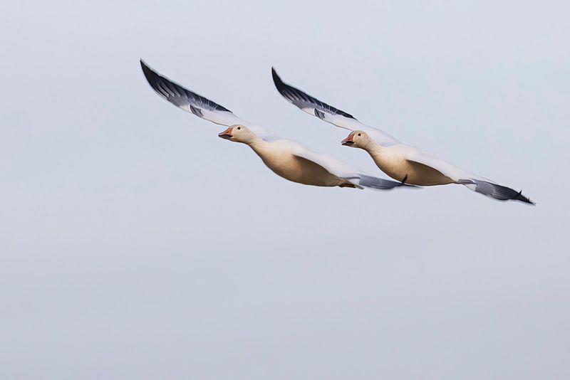 snow geese 100822_MG_9629 