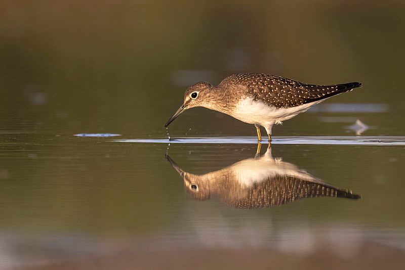 solitary sandpiper 082622_MG_9899 