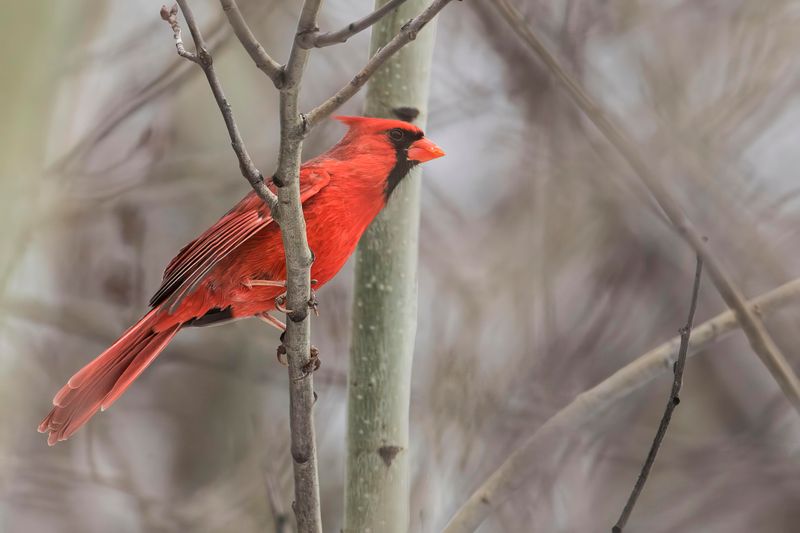 northern cardinal 012619_MG_8128