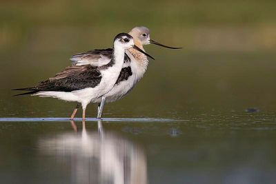 american avocet & black-necked stilt 081822_MG_7358