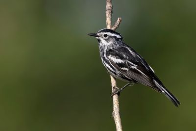 black-and-white warbler 061622_MG_4026 