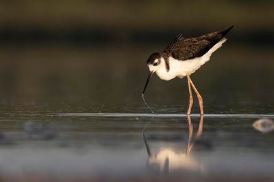 black-necked stilt 081822_MG_8153