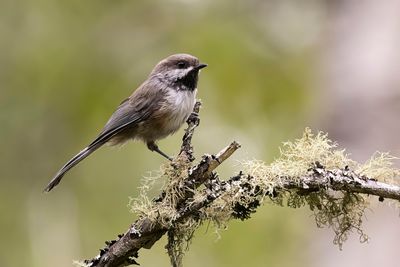 boreal chickadee 080622_MG_6872