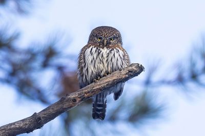 northern pygmy owl 011423_MG_5839 