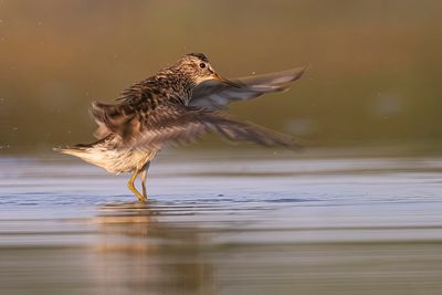 pectoral sandpiper 082622_MG_0256 