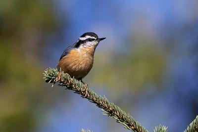 red-breasted nuthatch 082822_MG_0843 