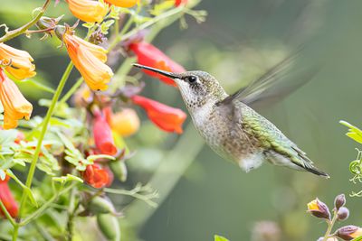 ruby-throated hummingbird 082722_MG_0644