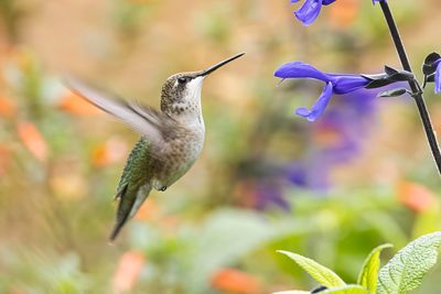 ruby-throated hummingbird 082722_MG_0651 