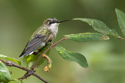 ruby-throated hummingbird 082722_MG_0809