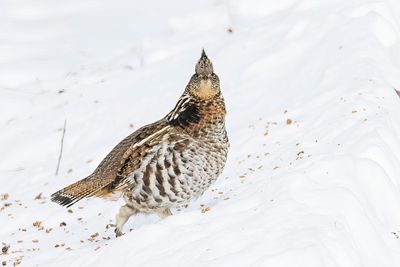 ruffed grouse 010723_MG_5164 