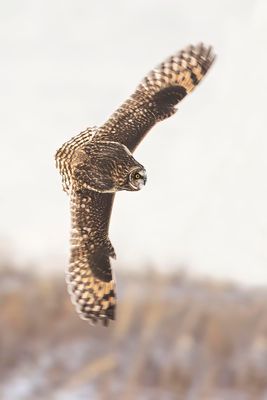 short-eared owl 111222_MG_3263