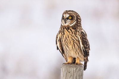 short-eared owl 111222_MG_3622