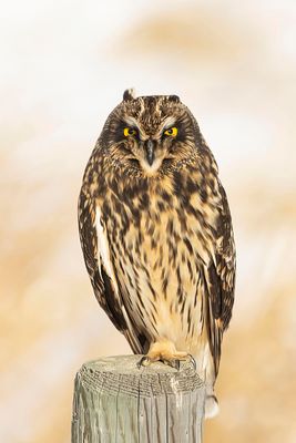 short-eared owl 111322_MG_3733 