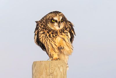 short-eared owl 111322_MG_3812