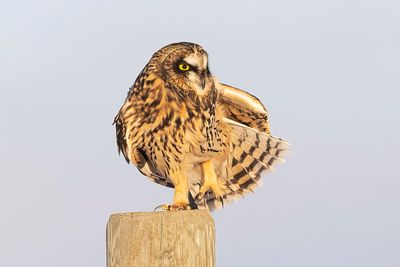 short-eared owl 111322_MG_3830 