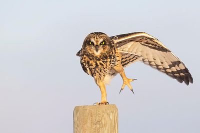 short-eared owl 111322_MG_3843 