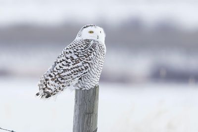 snowy owl 122422_MG_3971 